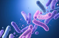 Probiotic